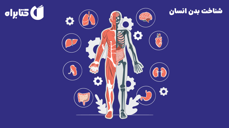معرفی و دانلود کتاب شناخت بدن انسان