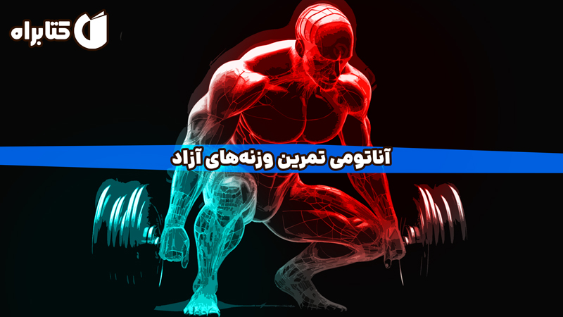 معرفی و دانلود کتاب آناتومی تمرین وزنه‌های آزاد