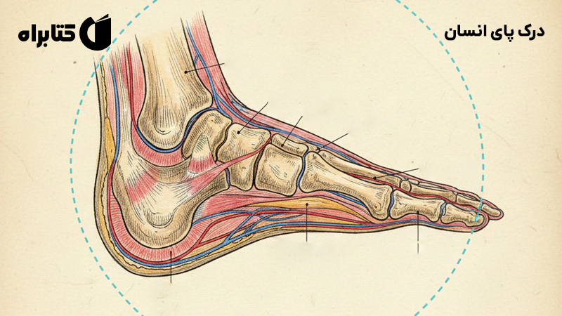 معرفی و دانلود کتاب درک پای انسان