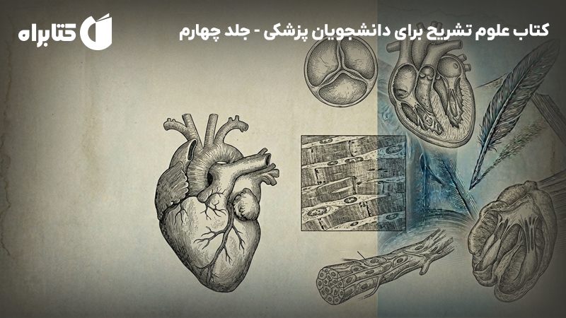 معرفی و دانلود کتاب علوم تشریح برای دانشجویان پزشکی - جلد چهارم