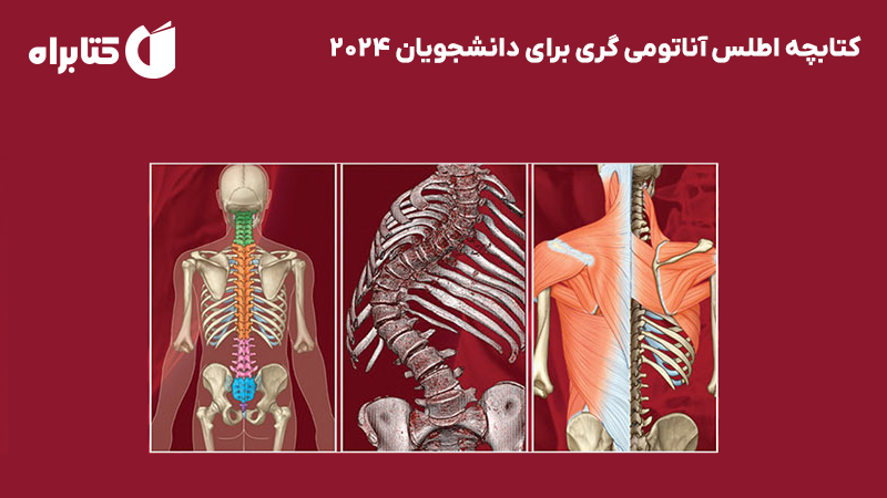 معرفی و دانلود کتاب کتابچه اطلس آناتومی گری برای دانشجویان 2024