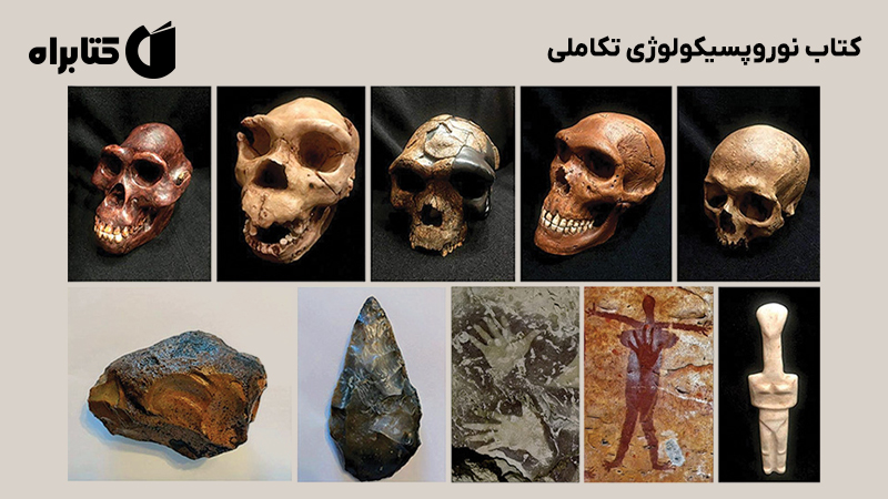 معرفی و دانلود کتاب نوروپسیکولوژی تکاملی