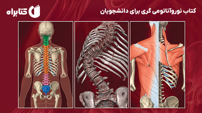 معرفی و دانلود کتاب نوروآناتومی گری برای دانشجویان